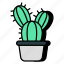 cactus, succulent plant, wild plant, caryophyllales, prickly pear 