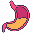 body, digestive, human, internal, organ, stomach, system