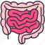 appendix, body, digestive, human, internal, intestine, organ 