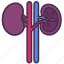 body, excretory, human, internal, kidney, organ, system 