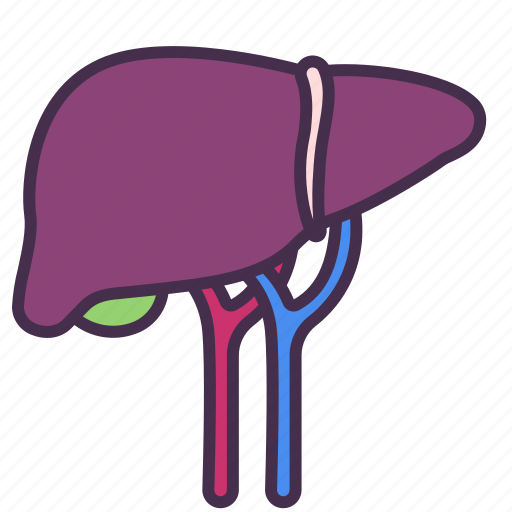 Body, hepatic, human, internal, liver, organ, vein icon - Download on Iconfinder