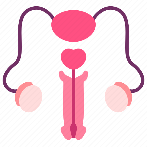 Body, human, internal, male, organ, penis, reproductive icon - Download on Iconfinder