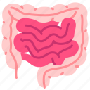 appendix, body, digestive, human, internal, intestine, organ