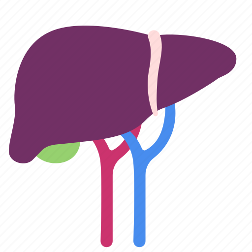 Body, hepatic, human, internal, liver, organ, vein icon - Download on Iconfinder