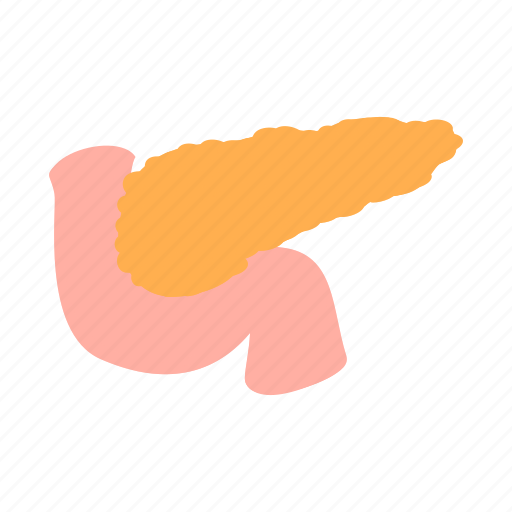 Anotomy, gut, internal, man, organ, pancreas, stomach icon - Download on Iconfinder