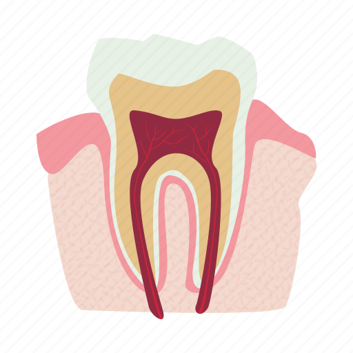 Anatomy, bone, internal, man, organ, root, tooth icon - Download on Iconfinder
