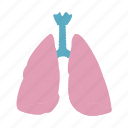 anotomy, internal, lung, man, organ, trachea