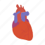 anotomy, aorta, heart, internal, man, organ, valve 