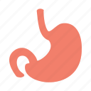 anotomy, belly, internal, kidney, man, organ