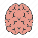 brain, head, intellect, memory, mind, nervous system, organ