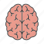 brain, head, intellect, memory, mind, nervous system, organ 