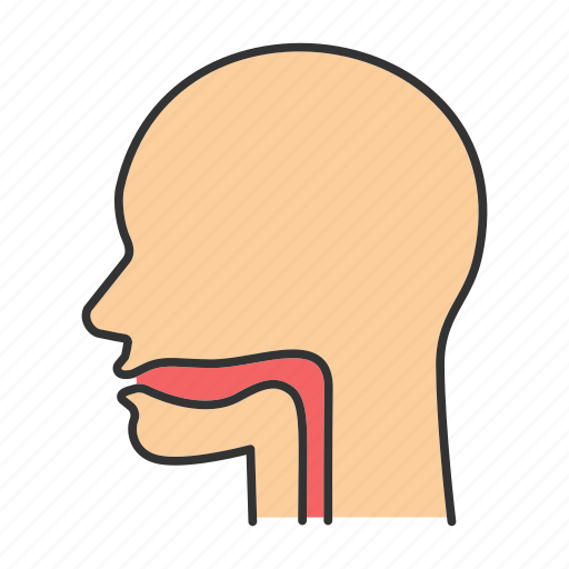 Alimentary canal, esophagus, gastrointestinal tract, mouth, oral cavity, pharynx, throat icon - Download on Iconfinder