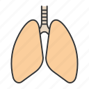 breath, lung, lungs, organ, pulmonary, respiratory system, trachea