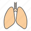 breath, lung, lungs, organ, pulmonary, respiratory system, trachea 
