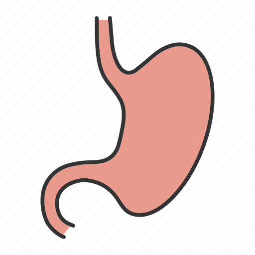 Alimentary, canal, digestion, digestive, gastrointestinal tract, organ, stomach icon - Download on Iconfinder