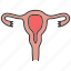 anatomy, fallopian tubes, female, reproductive system, uterus, vagina, womb 