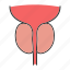 exocrine, gland, male, organ, prostate, reproductive system, urethra 