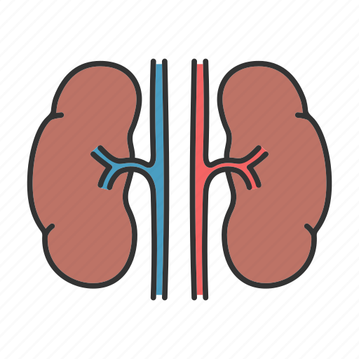 Kidney, nephron, organ, renal, urinary, urine, urology icon - Download on Iconfinder