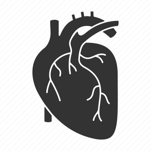 Cardio, cardiology, cardiovascular, circulatory, heart, organ, vascular icon - Download on Iconfinder