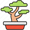 bonsai, pot, plant, tree, decoration, green, spruce, japan, small
