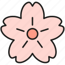 sakura, flower, spring, pot, plant, decoration, garden, floral, blossom