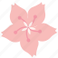 cherryblossom, flower, japan, pink, plant, spring 
