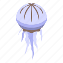 natural, jellyfish, isometric