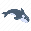 swimming, killer, whale, water