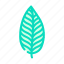 calathea, tropical, leaf, plant, palm, jungle