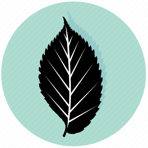 Leaf, ecology, elm, floral, forest, garden, nature icon - Download on Iconfinder