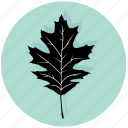 leaf, eco, forest, garden, maple, nature, plant