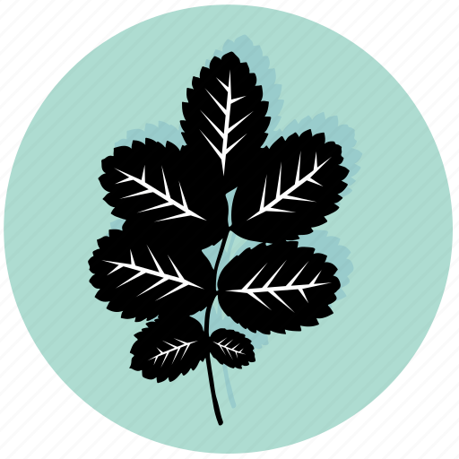 Leaf, dog-rose, eco, ecology, garden, plant, rose icon - Download on Iconfinder