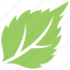 fruit leaf, green leaf, serrated leaf, strawberry leaf, toothed leaf 
