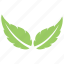 green leaf, leaf, leaf design, leaf shape, two birch leaves 