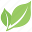 bipartite leaf, divided leaf, eco leaves, green leaves, two leaves 