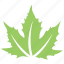 green leaf, leaf, leaf design, leaf shape, maple leaf 