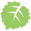 aspen leaf, green leaf, leaf, serrated leaf, toothed leaf 