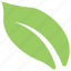 almond leaf, green leaf, honeysuckle leaf, leaf shape, smooth edge leaf 