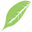 green leaf, leaf, leaf design, leaf shape, magnolia leaf 