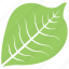 bird cherry leaf, green leaf, leaf, leaf design, leaf shape 