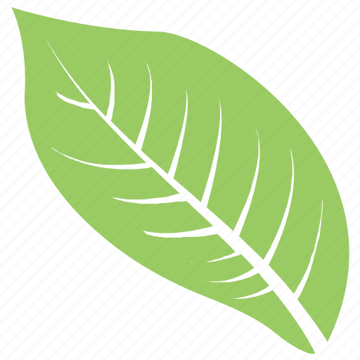 Goat willow leaf, green leaf, leaf, leaf design, leaf shape icon - Download on Iconfinder