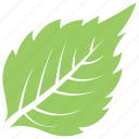 birch leaf, green leaf, leaf, serrated leaf, toothed leaf