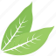 great sallow leaf, green leaf, leaf, leaf design, leaf shape 