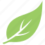 green leaf, hackberry leaf, leaf, leaf design, leaf shape 