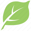green leaf, leaf, leaf design, leaf shape, mulberry leaf