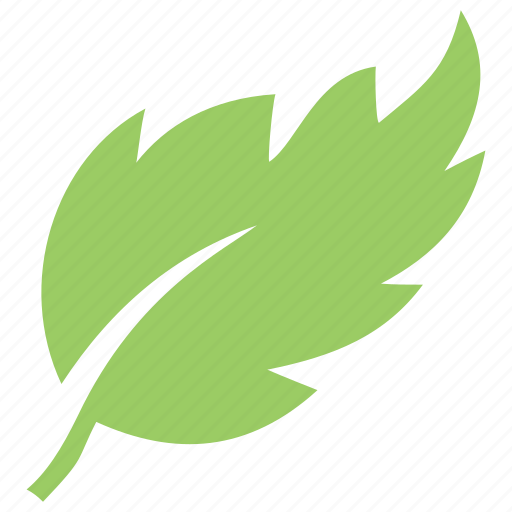 Birch leaf, green leaf, leaf, serrated leaf, toothed leaf icon - Download on Iconfinder