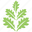 leafy design, oak leaf twig, oak leaves, oak leaves design, toothed leaves 