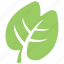 creative leaf, foliage, generic leaf, green leaf, nature inspiration 
