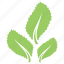 green leaves, leaf design, leaf logo, leaf shape, three leaves 