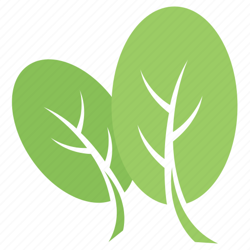 Cashew leaves, green leaves, oblong leaves, obovate leaves, spatulate leaves icon - Download on Iconfinder